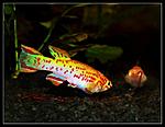 (Fundulopanchax gardneri Gold) 4