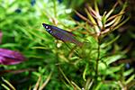   (Iriatherina werneri)