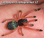 cyano L2