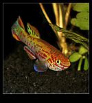 (Fundulopanchax gardneri Gold)