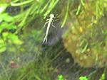 IMG 0056