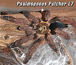 Psalmopoeus Pulcher