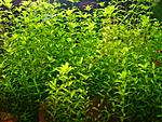 Hemianthus micranthemoides