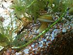 - Corbicula fluminea