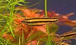 Nannostomus marginatus