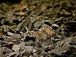 Caridina sp.Tiger