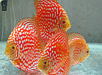 IMG 4794
