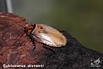 ������������� ������� (Eublaberus distanti)