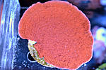 Monti Cap 1