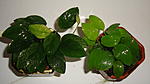 Anubias nana var. "Pinto"und Anubias barteri var. nana "Golden "
