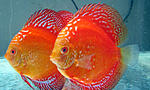 IMG 4751