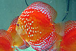 IMG 4755