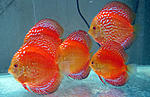 IMG 4786