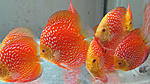 IMG 4824