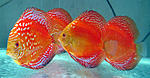 IMG 4770