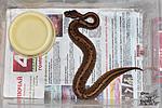 Python regius pinstripe