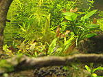 DSCF4454