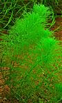 Limnophila heterophylla