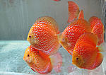 IMG 4833