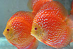 IMG 4839