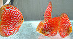 IMG 4789