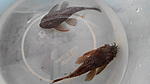 Ancistrus sp. `Madre De Dios`L393