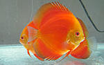 IMG 4740