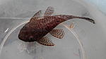 Ancistrus sp. `Madre De Dios`L393