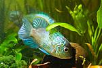 nannacara anomala neon blue male