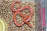   albino-motley, 