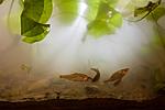 lake Houralnia biotope, Ukraine