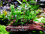 Bolbitis heteroclita difformis