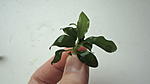 Anubias "Chilli"