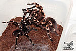 Acanthoscurria geniculata, 