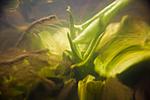  (Nuphar lutea)