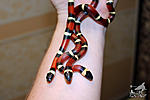  L. t. campbelli x L. t. sinaloae