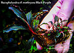 Black Purple