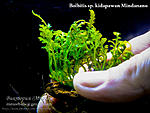 Bolbitis Mindanao