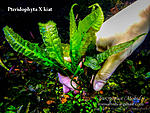 Pteridophyta X kiat