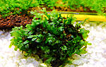 Hymenophyllaceae sp.  Wayanad2
