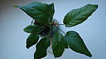   / Anubias sp Auriculata
