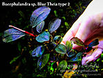 Blue Theia type 2