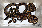   (Python regius)