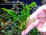 Asplenium cf. normale   Crepidomanes Auriculatum