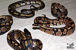 IMG 7990