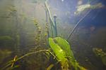 underwater, lake Houralnya, Vinnytsia, Ukraine