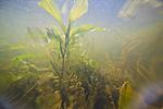 underwater, lake Houralnya, Vinnytsia, Ukraine