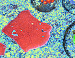 Montipora Cap 4