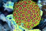 Zoa 6