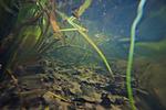 underwater, lake Houralnya, Vinnytsia, Ukraine